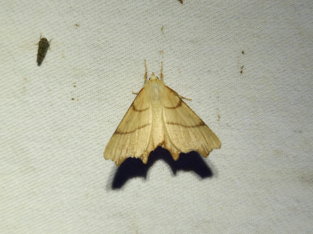 hársfa-levélaraszoló - Ennomos erosaria