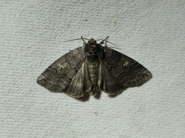 Tethea or - bélyeges pihésszövő