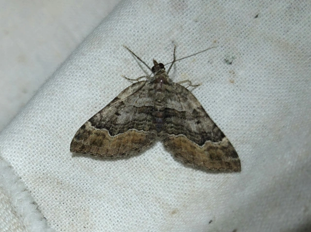 négysávos tarkaaraszoló - Xanthorhoe quadrifasiata