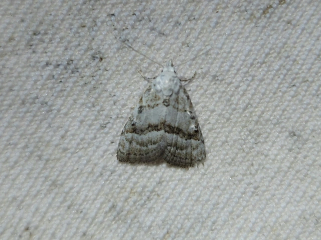 barnacsíkos pamacsosszövő - Nola aerugula