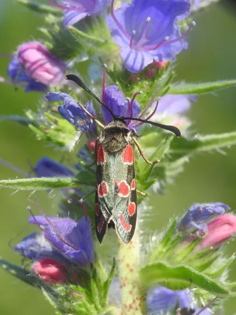 Zygaena carniolica - fehérgyűrűs csüngőlepke