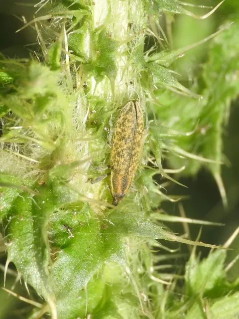 Lixus cardui/filiformis