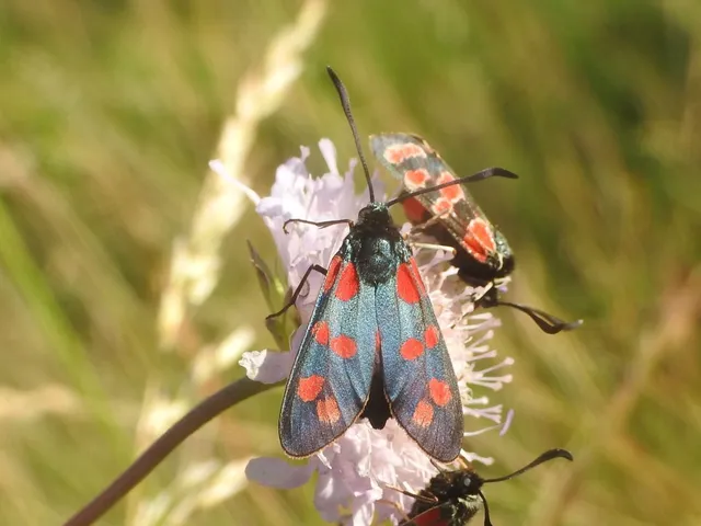 Zygaena filipendulae - acélszínű csüngőlepke