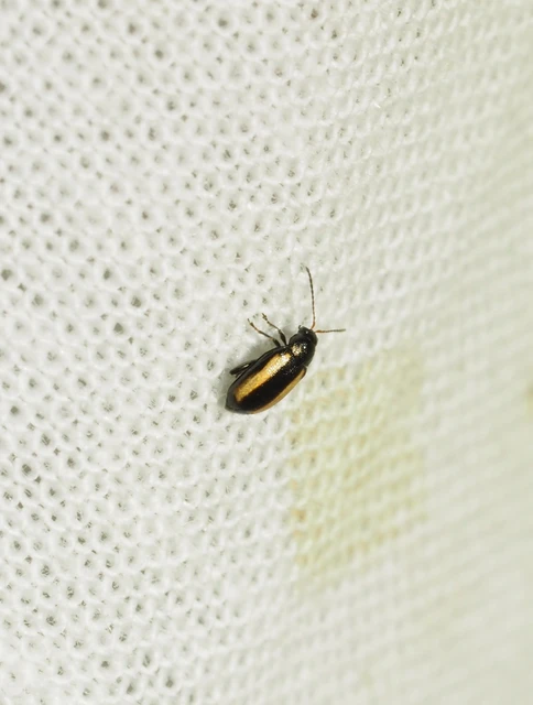 Phyllotreta vittula - muharbolha