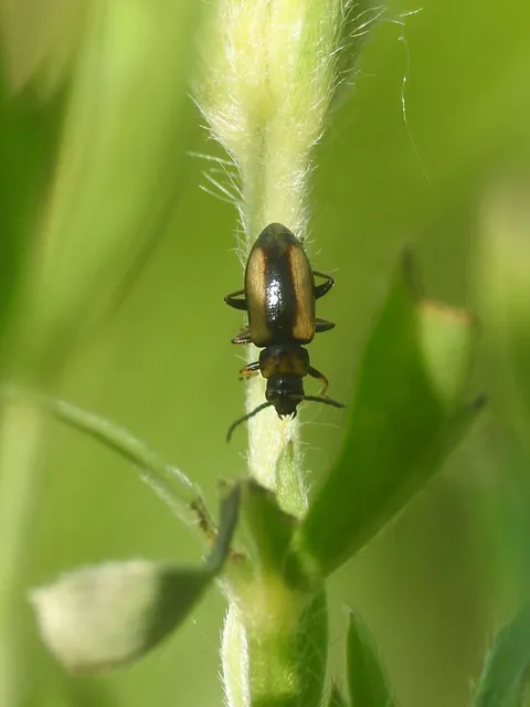 Calomicrus circumfusus - kétszínű rekettyelevelész