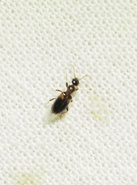 Hirticollis hispidus - szőrös fürgebogár