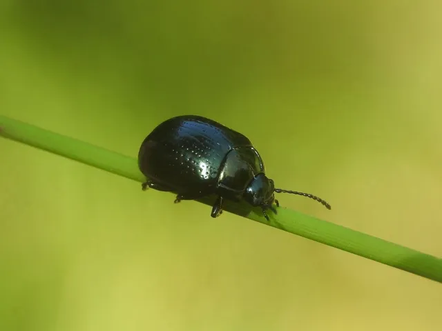 Chrysolina oricalcia - bronzos levélbogár