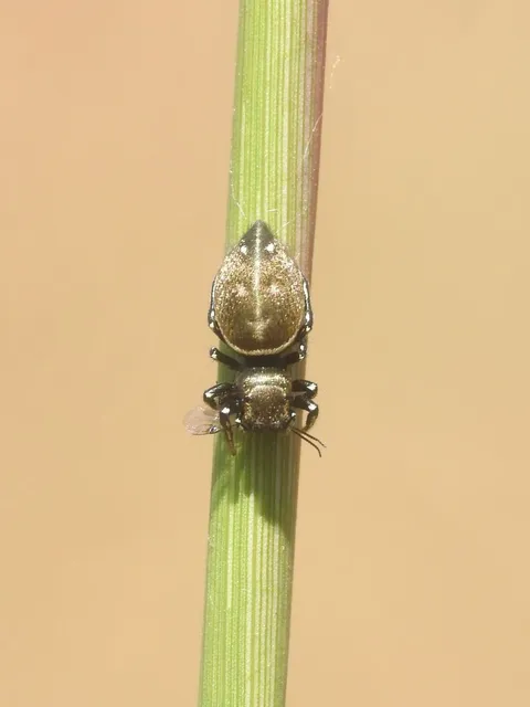 Heliophanus