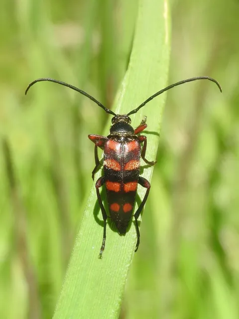 Leptura aurulenta - sárgaszőrű szalagoscincér