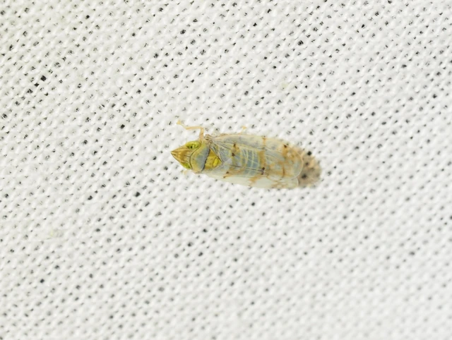 Japananus hyalinus