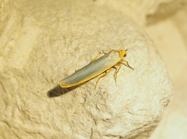 Eilema complana - közönséges zuzmószövő