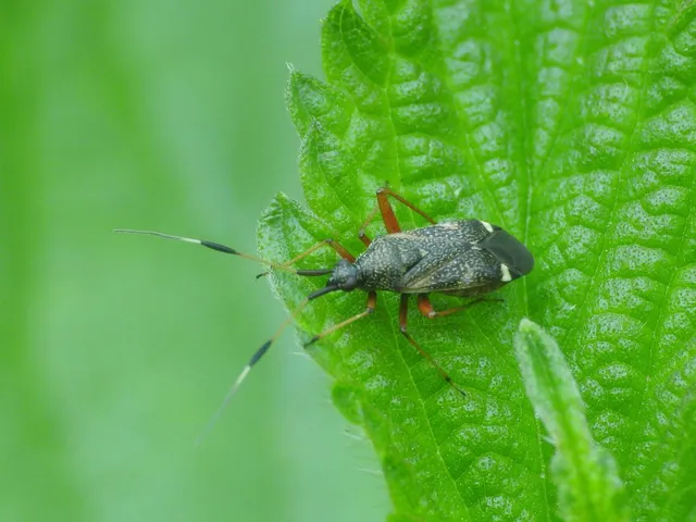 Closterotomus