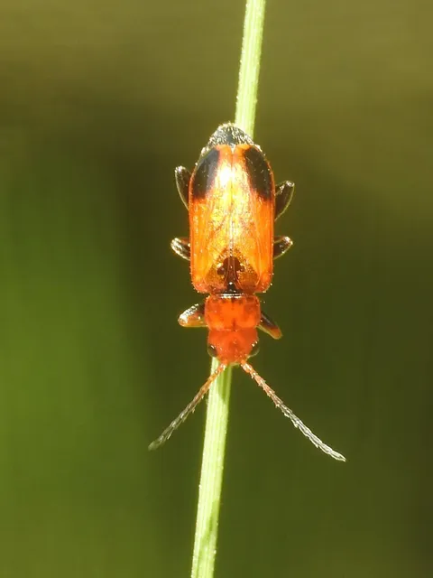 Phyllobrotica adusta - pusztai karcsú-olajosbogár