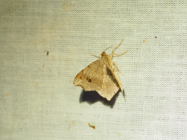 Macaria alternata - közönséges szürkearaszoló