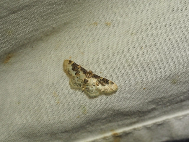 Idaea rusticata - tarka apróaraszoló