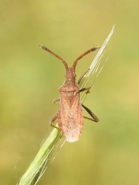 Coriomeris