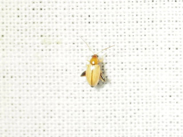 Longitarsus