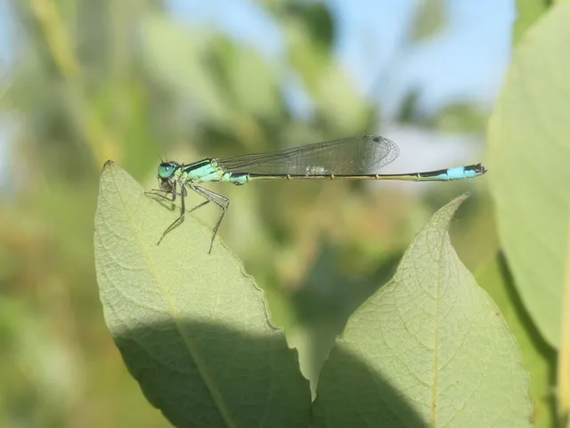 Ischnura elegans pontica - kéköves légivadász