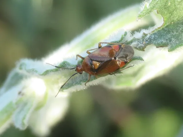 Deraeocoris ruber - vöröses mezeipoloska