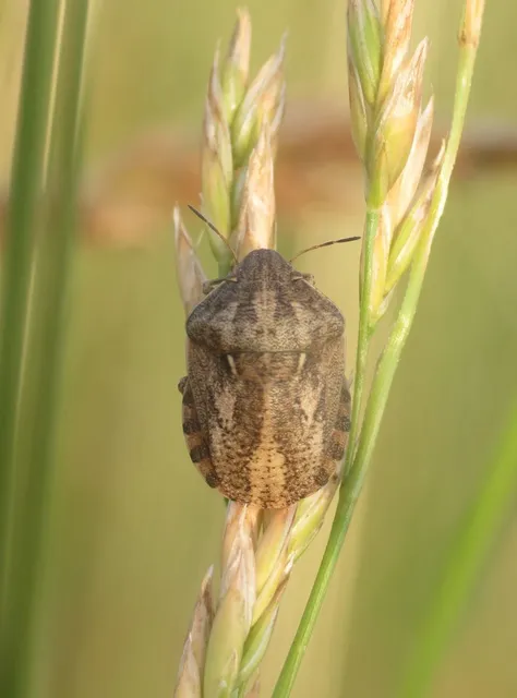 Eurygaster Eurygaster