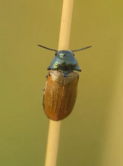 Labidostomis Labidostomis