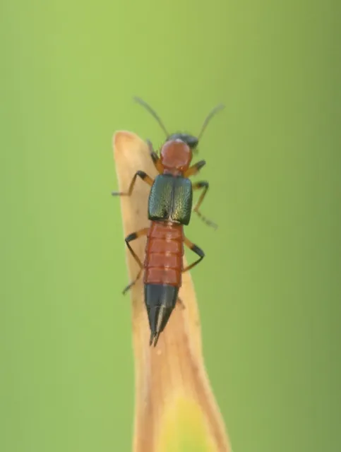 Paederus