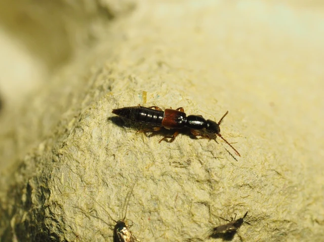 Lathrobium fulvipenne - közönséges mocsárholyva