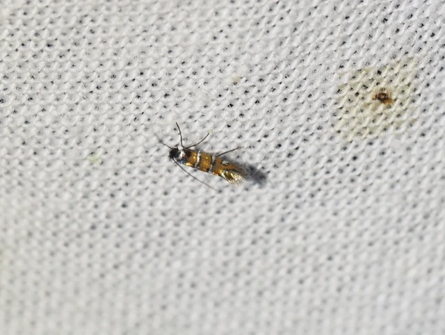 szilaknázó sátorosmoly - Phyllonorycter schreberella