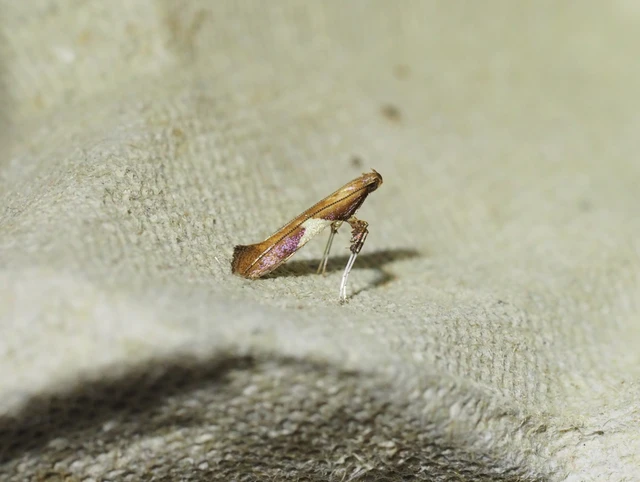 Caloptilia
