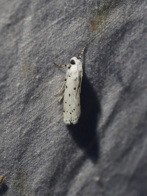 Myelois circumvoluta - pettyes karcsúmoly