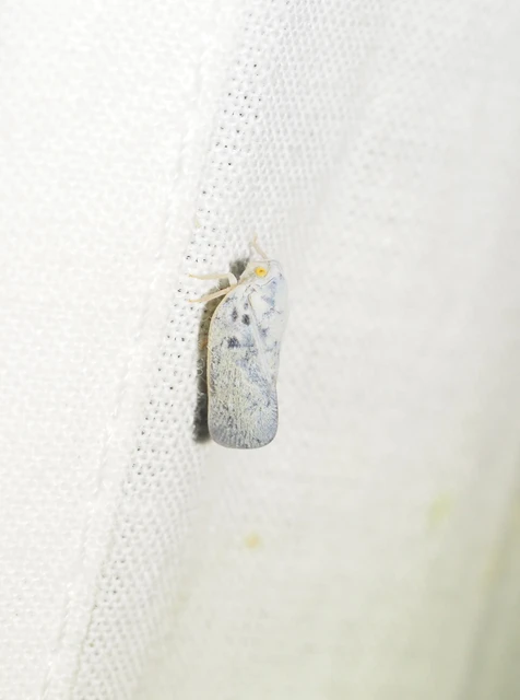 Metcalfa pruinosa - amerikai lepkekabóca