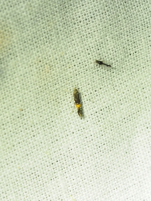 Cosmopterix