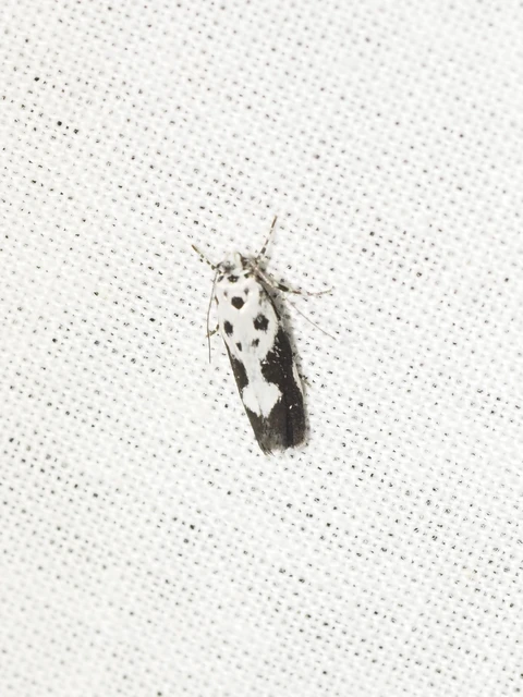 Ethmia quadrillella - gyászos feketemoly