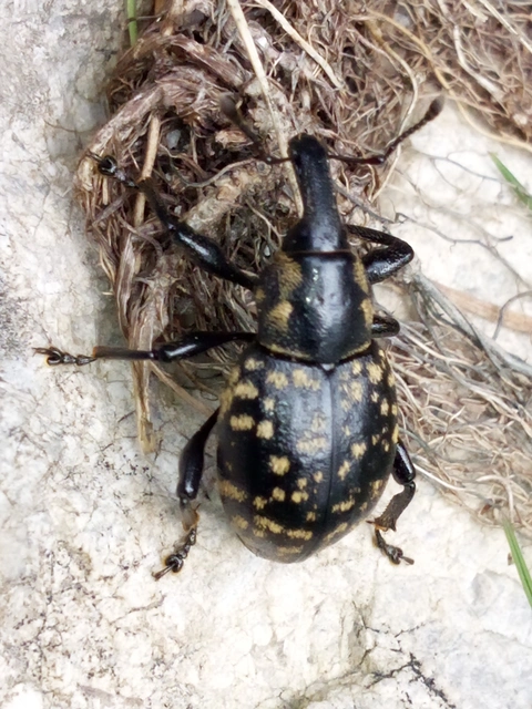 Liparus germanus - német acsalapuormányos
