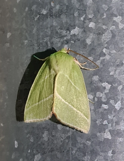 Pseudoips prasinana - bükkfa-zöldbagoly