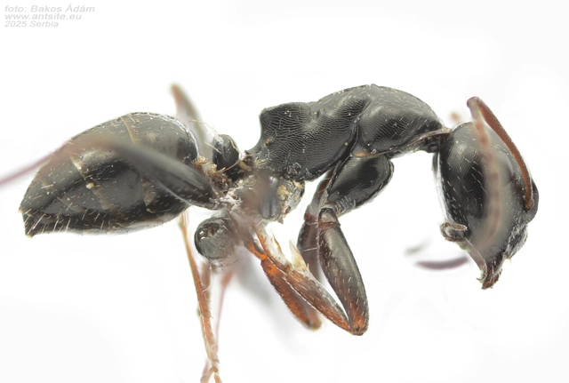 Camponotus atricolor - nyerges lóhangya