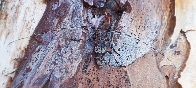Acanthocinus griseus - szürke daliáscincér