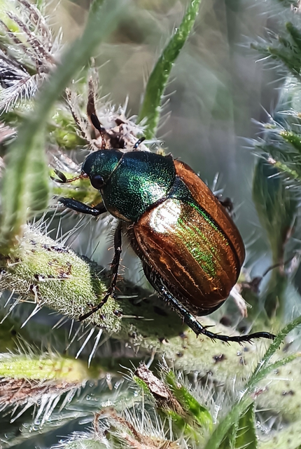 Anomala dubia - kis fináncbogár