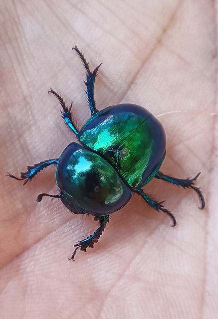 Trypocopris vernalis - tavaszi álganéjtúró
