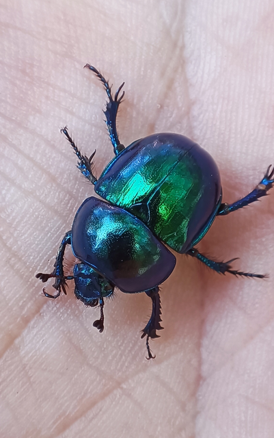 Trypocopris vernalis - tavaszi álganéjtúró