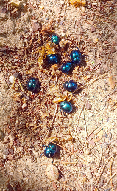 Trypocopris vernalis - tavaszi álganéjtúró