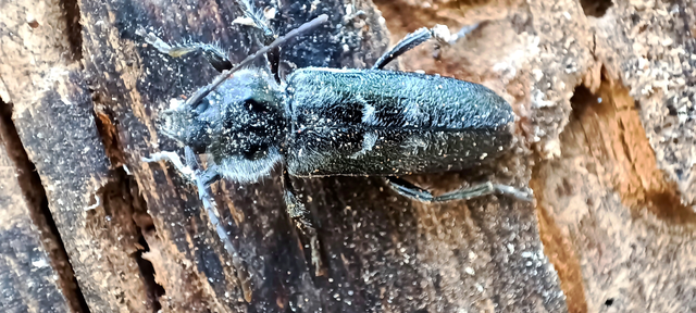 Hylotrupes bajulus - házicincér