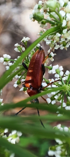 Stictoleptura rubra - vörös virágcincér