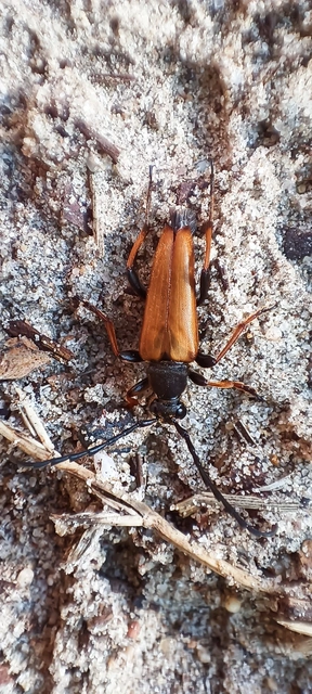Stictoleptura rubra - vörös virágcincér