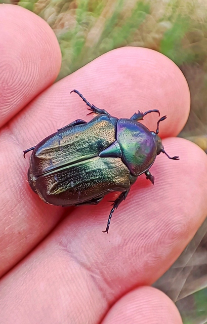 Cetonia aurata - aranyos virágbogár