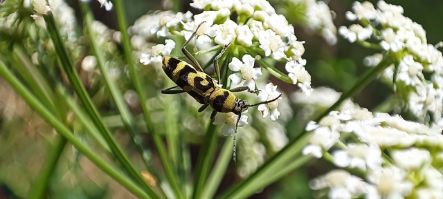 Chlorophorus varius - díszes darázscincér Chlorophorus varius - díszes darázscincér