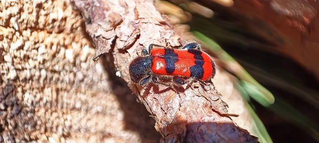 Trichodes apiarius - szalagos méhészbogár