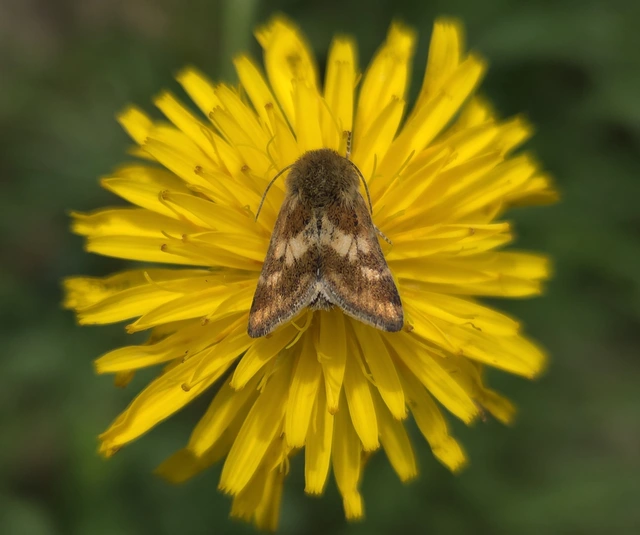 keserűgyökér-nappalibagoly - Schinia cardui