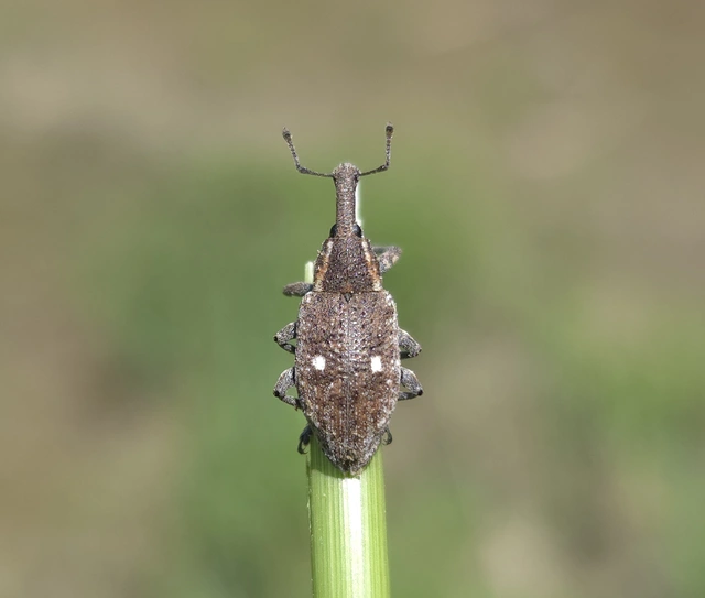 Lepyrus palustris - kétpettyes fűzormányos