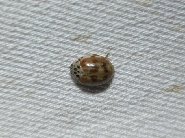 Harmonia quadripunctata - négypettyes katica